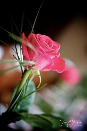 The Limerick Rose at The George | Table setting with pink roses | EVENT PHOTOGRAPHY | The George Restaurant and Hotel Limerick 